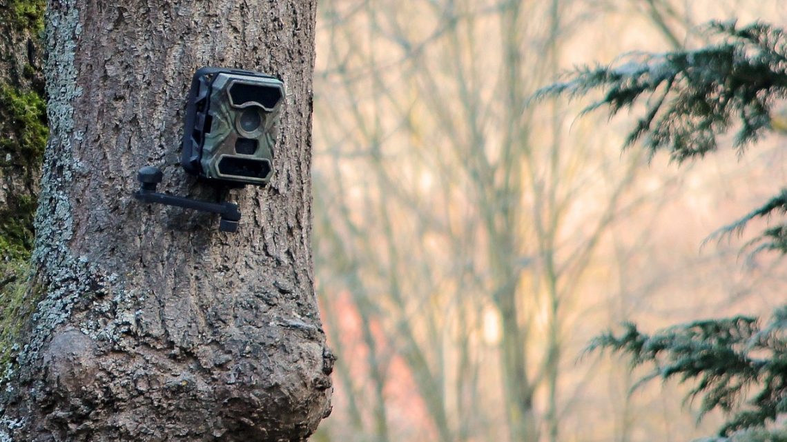 Überwachung in den Wäldern