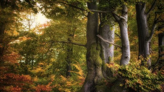 Wenn der Wald röhrt: Die Zeit der Hirschbrunft beginnt