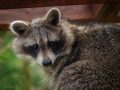 Der Landesjagdverband blockiert – und Tiere zahlen den Preis