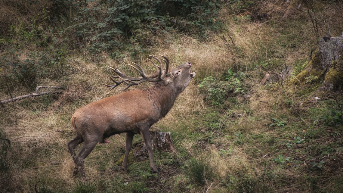 Der Rothirsch ist keine Jagdtrophäe