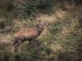 Der Rothirsch ist keine Jagdtrophäe