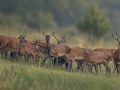 Rotwild verstehen: Lebensweise, Brunft, Verhalten und Lebensraum